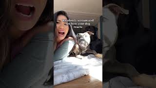 Suddenly screaming to see how the dog reacts music dog funny funnyshorts funnyvideo [upl. by Halas]