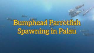 Bumphead Parrotfish Diving in Palau [upl. by Metzger]