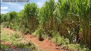 Juncao Grass Technology Kajiado Making Fodder Availability a Reality In KenyaContact 0752600777 [upl. by Enilrad901]