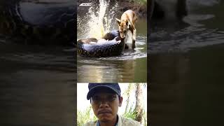 Anaconda vS dog animals wildlife viralvideo anaconda shortsvideo [upl. by Mikol925]