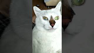 Funny Cat with two different color eyes [upl. by Leimaj]