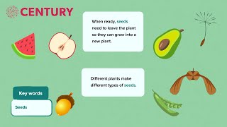 Seeds and Seed Dispersal  Primary Science [upl. by Lehte451]