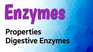 Enzymes properties  Digestive Enzymes [upl. by Mrots]