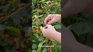 Mulberry Picking from our Everbearing Dwarf Mulberry Tree [upl. by Kelly]