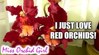 Oncidium Dianne Feinstein Red Ruby  another red orchid beauty [upl. by Htessil786]