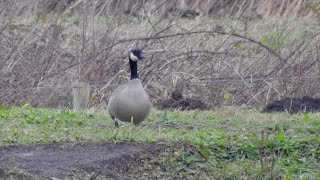 Richardsons Cackling Goose Lunt Meadows 0124 southliverpoolbirder lancswildlifetrust [upl. by Nahttam664]