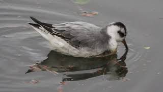 Red Phalarope Phalaropus fulicarius in Delft  Tanthof The Netherlands 23 December 2023 [upl. by Enirehtakyram]