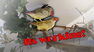 The Finch Breeding Season is Officially Started Bird Breeding Diaries 2 [upl. by Adnov431]