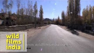 Shey monastery drive past stupa fields amp willow trees to Thiksey monastery [upl. by Persis]