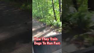 HOW TO TRAIN DOGS TO RUN FAST [upl. by Eisenberg246]