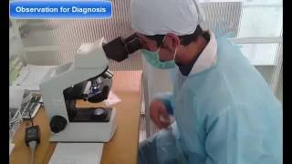 How to prepare a Ziehl Neelsen Sputum Smear slide [upl. by Madaras]