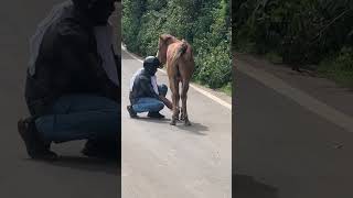 Herói🤠 cavalos amocavalos amorporcavalos horse amocavalo fazenda [upl. by Azelea]