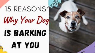 Why is My Dog Barking At Me 15 Reasons Why your Dog is Barking at you Explained [upl. by Auvil]