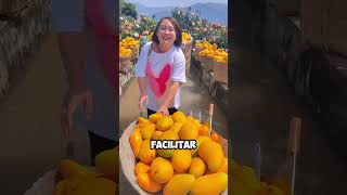 Esta agricultora cosecha mangos sin semillas en un canal de agua 😱 [upl. by Lewan]