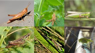 Various Grasshopper Sound Effects [upl. by Neuburger]