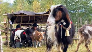 Journey to the Mountains A Day in the Life of a Carpathian Shepherd [upl. by Ydassac969]