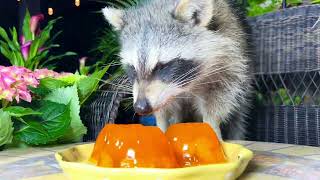 Cute Raccoons Eating Yellow Jello  Raccoon Taste Test Jelly [upl. by Zeret822]