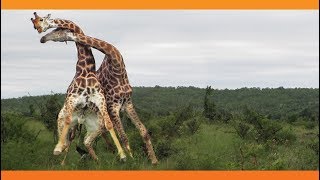 Giraffes Fighting [upl. by Tihw]