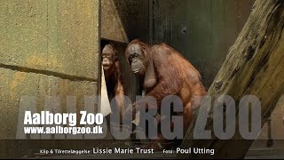 AalborgZoo [upl. by Harpole839]