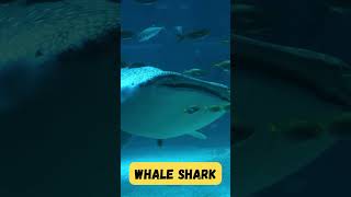 The Whale Shark Song 🎶  Fun Ocean Animal Song for Kids  abcd kids shorts viralvideo learning [upl. by Saraann924]