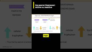 When and HOW is the trp tryptophan operon turned on [upl. by Sharp]