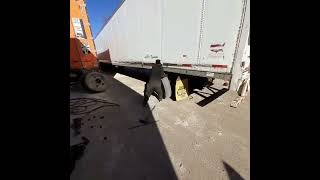 CHANGING SEMI TRAILER TIRE [upl. by Aiello]