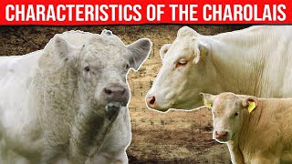 ⭕ CHAROLAIS Cattle Breed Characteristics History Curiosities And Care ✅ Biggest Bulls And Cow [upl. by Hazlip]