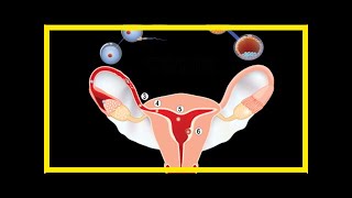 Implantation calculator  when does implantation occur [upl. by Ammamaria]