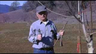 Budding Grafting and Planting Walnut Trees  UCANR [upl. by Atteuqaj]