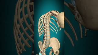 Longissimus capitis muscle action Vertebral column Extension muscle anatomy [upl. by Brenner371]