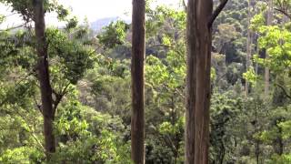 81m Gum Tree [upl. by Brunk]