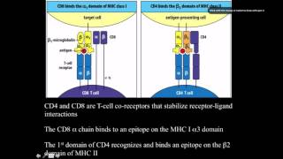 Immunology Major histocompatability complex [upl. by Deehsar702]