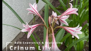 Crinum Lily Bulb Separation and Replanting [upl. by Sert]