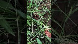 Digitaria bicornis a grass [upl. by Illib983]