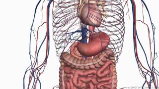 Introduction to the Digestive System Part 2  Oesophagus and Stomach  3D Anatomy Tutorial [upl. by Messing]