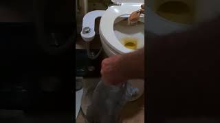 Florida toilet SNAKE [upl. by Whitney]