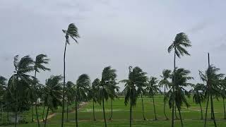 swaying coconut trees  wind blown coconut palm trees  trees swaying in the wind  relaxing video [upl. by Jill]