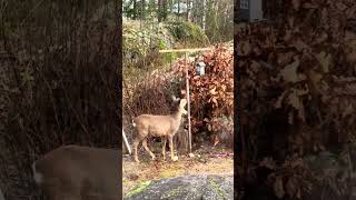 Wild deer at our front yard [upl. by Aile]