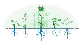 The Science behind Cool Terra  Biocharbased Engineered Biocarbon technology [upl. by Weixel]