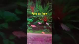 demasoni fish food ke leya fight youtubeshorts aquarium [upl. by Ardisj549]