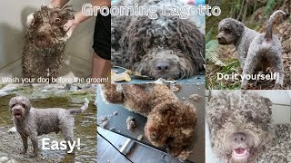 Lagotto Romagnolo groom [upl. by Nauqed]