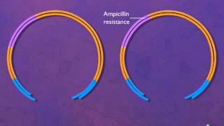 Construction of a Plasmid Vector HD Animation [upl. by Marge]