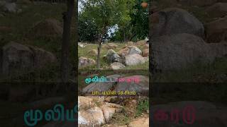 மூலியிட்டான் கரடு⛰️ பாட்டியின் ரகசியம் Mud Pot Mini [upl. by Eeldarb]