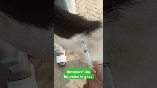 Intramuscular injection in goat goatmedicine vetdrqasim shorts viralvideo animals trending [upl. by Jahdiel253]