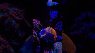 Amazing Scolymia Coral feeding hyperlaps [upl. by Gnas240]