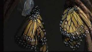 photos of Monarch Butterfly Life Cycle [upl. by Yeslek]