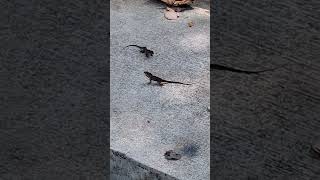 Omg Two Lizards Fighting and Chasing each other shortvideo wildlife animal reptiles species [upl. by Idnak]