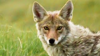 Concerns about the coyote lottery in Bedford County [upl. by Ellehcim783]