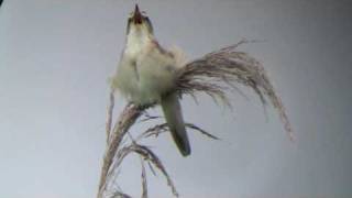 Black Browed Reed Warbler [upl. by Finnegan]