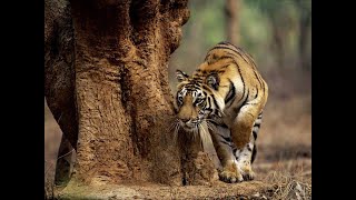 TIGERS HUNT RARE VIDEO WATCH TILL END [upl. by Rainie137]